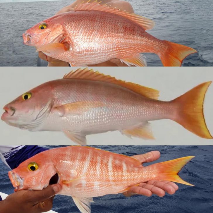 Fish School Snapper Identification Coastal Angler & The Angler Magazine
