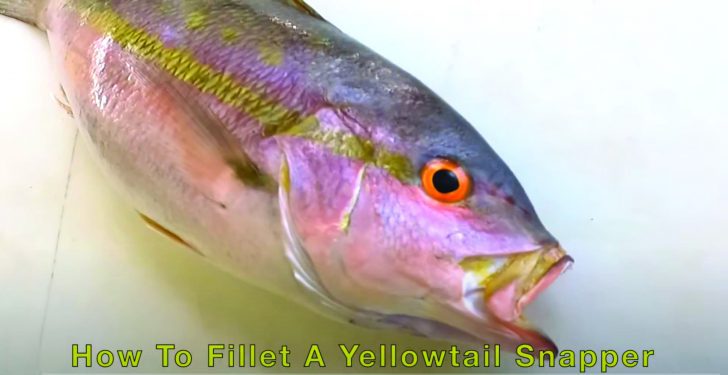How To Catch Yellow Eye Snapper: Captain Tips & Tricks – Fish