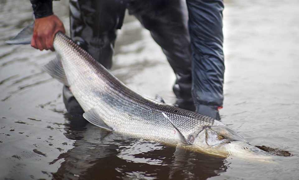 Ice Fishing for Alaska's Largest Whitefish - Coastal Angler & The Angler  Magazine