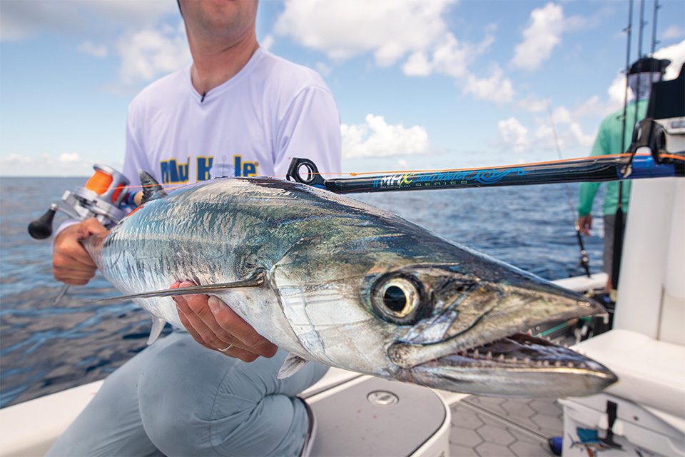 Saltwater: Kingfish biting in Tampa Bay both offshore, nearshore