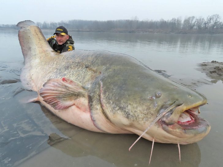 Rapid Expansion of Wels Catfish Causing Takeover of German Rivers