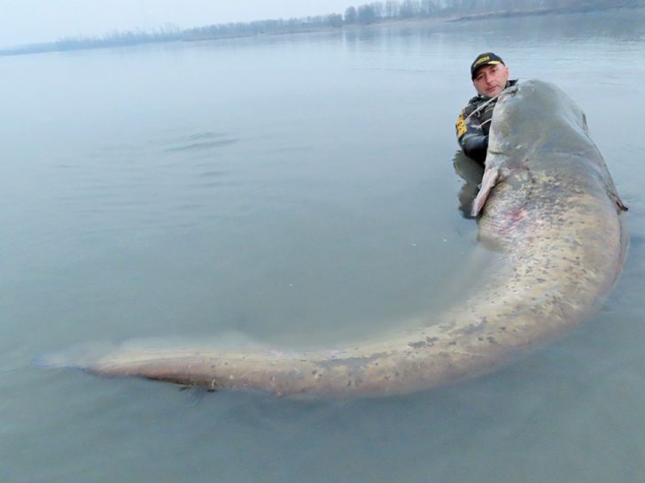 Italian Angler Catches Massive 9-Foot Catfish