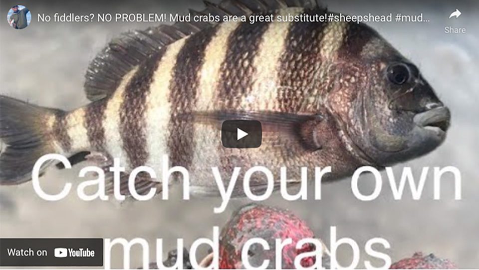 Fishing mud crabs on structure for NON STOP Sheepshead action! Kayak  fishing Oak Island, NC 