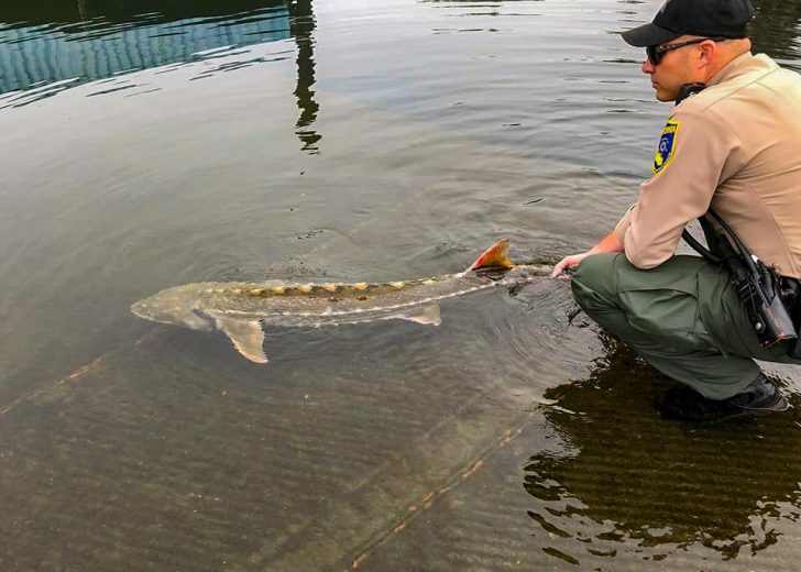 Sturgeon Fishing Season in California ep.3 