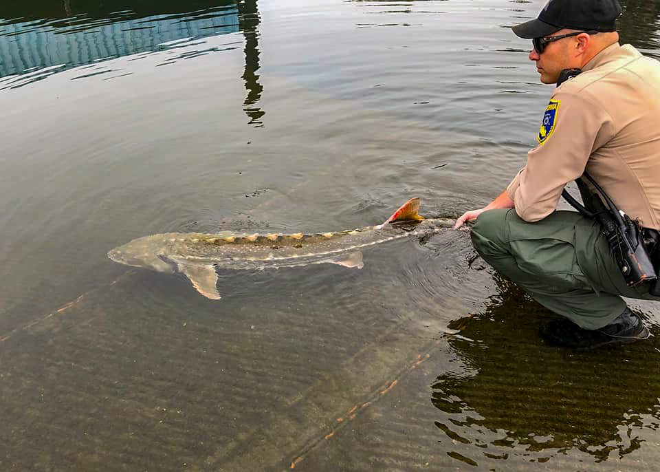 California Man Caught With Live, Endangered Sturgeon Stuffed In Trunk