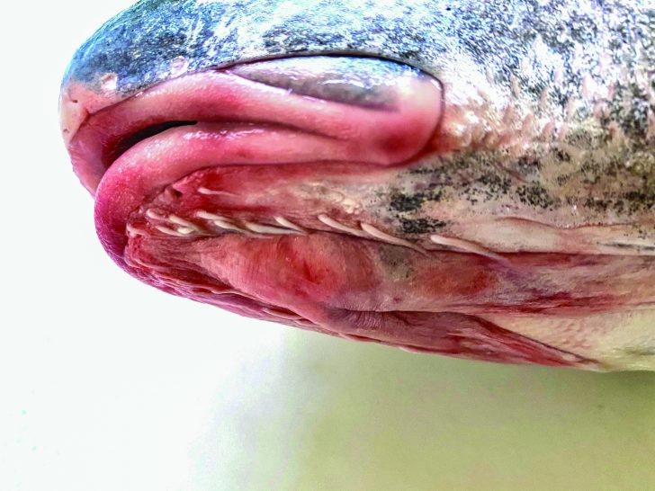 Black Drum Chin Barbels Black Drum The Largest of the Drum Species