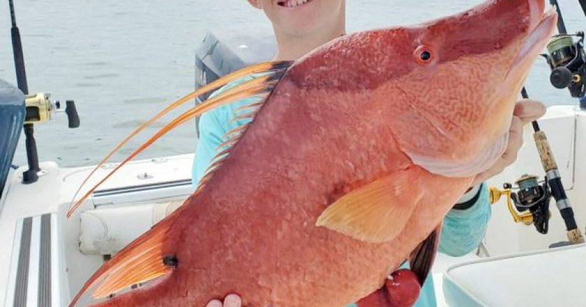 Jim Love, Jr. and Jim Love III (pictured) hooked a massive 51-inch hogfish! Nice job!