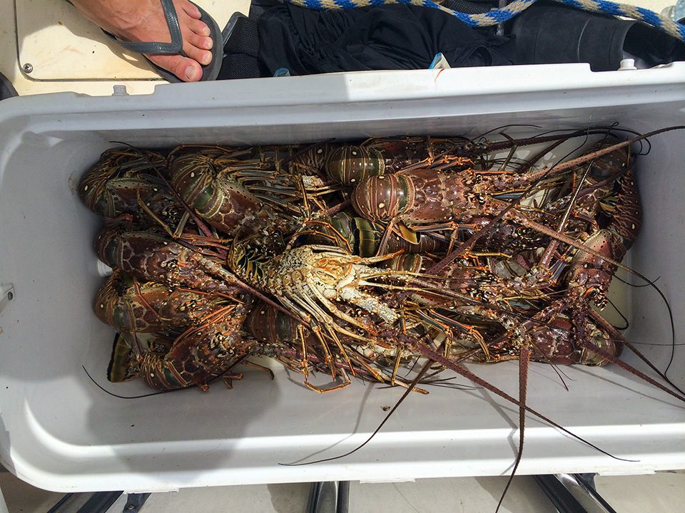 Florida Lobster Mini Season Coastal Angler & The Angler Magazine