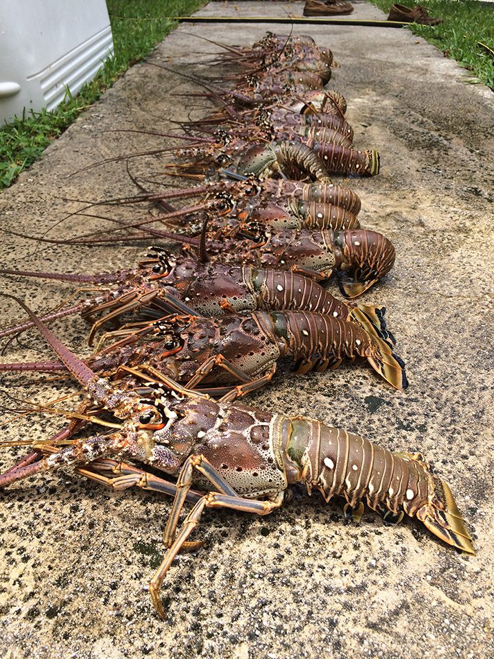 Florida Lobster Mini Season - Coastal Angler & The Angler Magazine