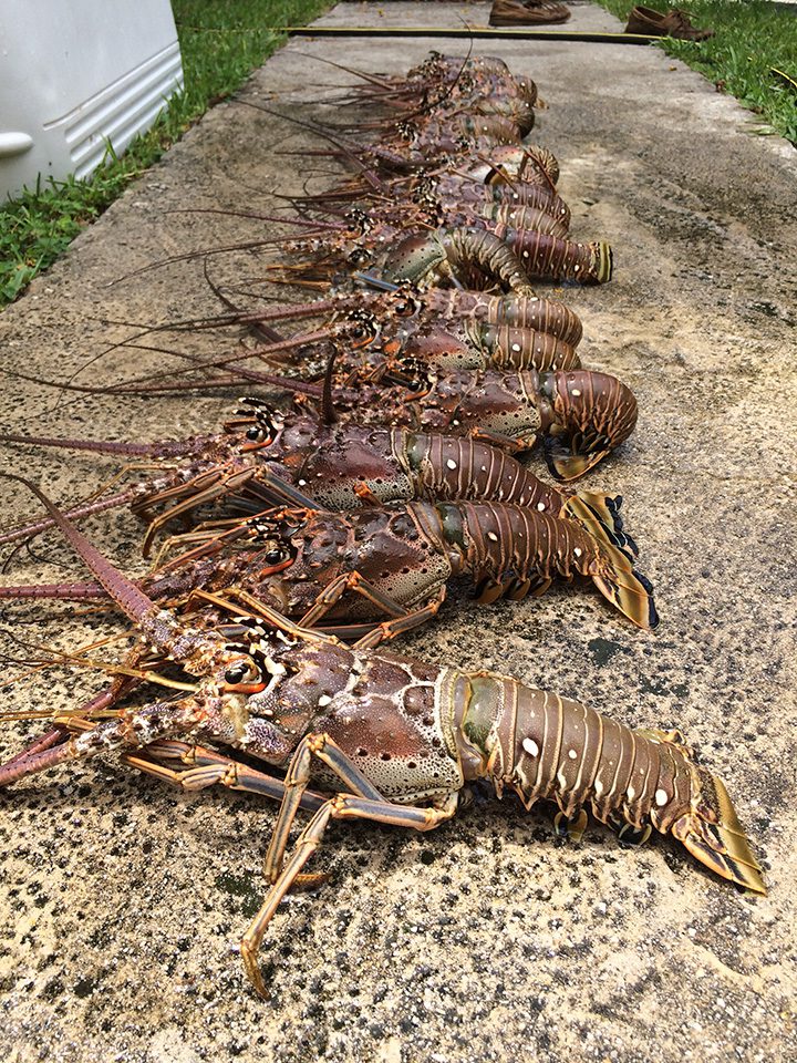 Florida Lobster Mini Season 2024 Tickets Wilma Juliette