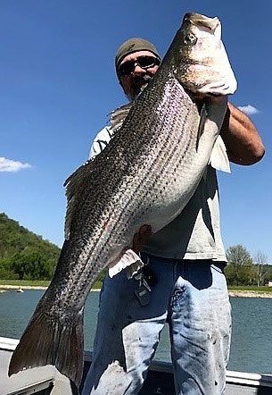 Lake cumberland striped bass heating up - Kentucky Department of Fish &  Wildlife