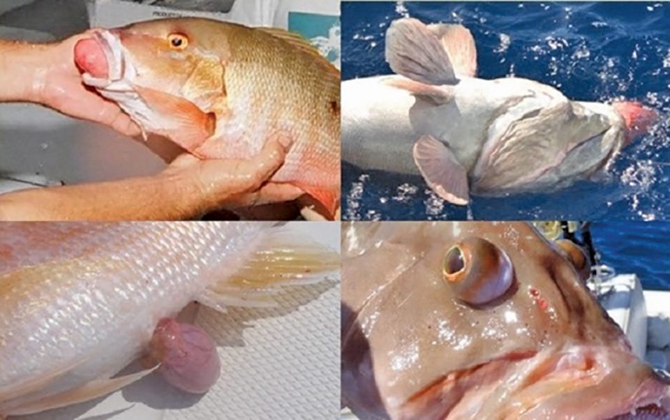 WATCH: Importance of Venting Deep Water Fish Like Grouper, Snapper and Sea  Bass - Space Coast Daily