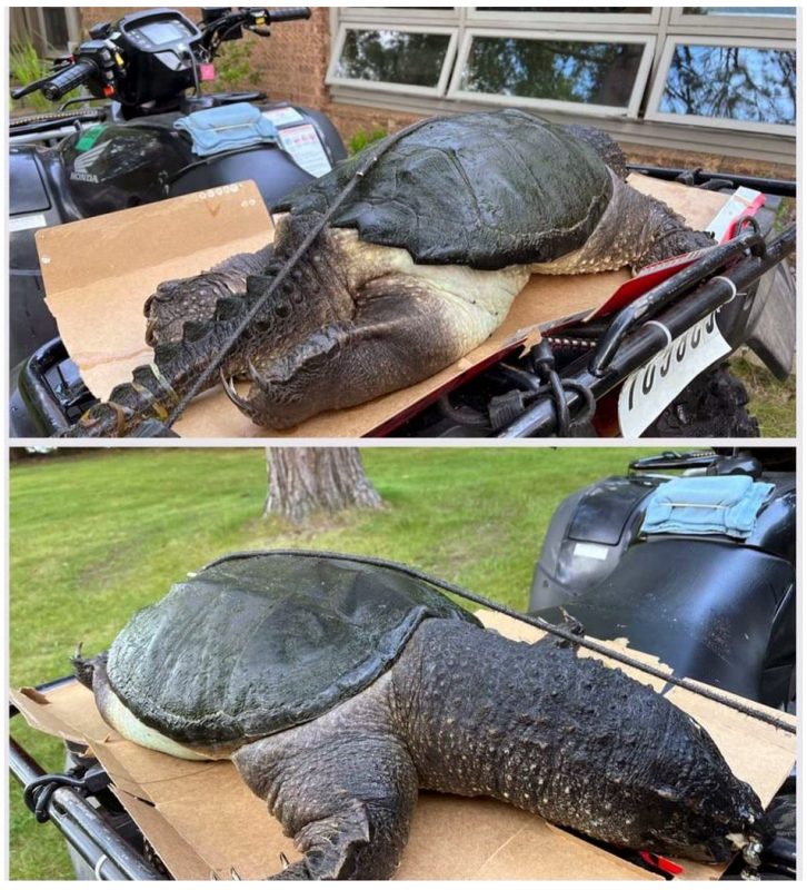 This Snapping Turtle Was Found Washed Up On The Beach In Northern