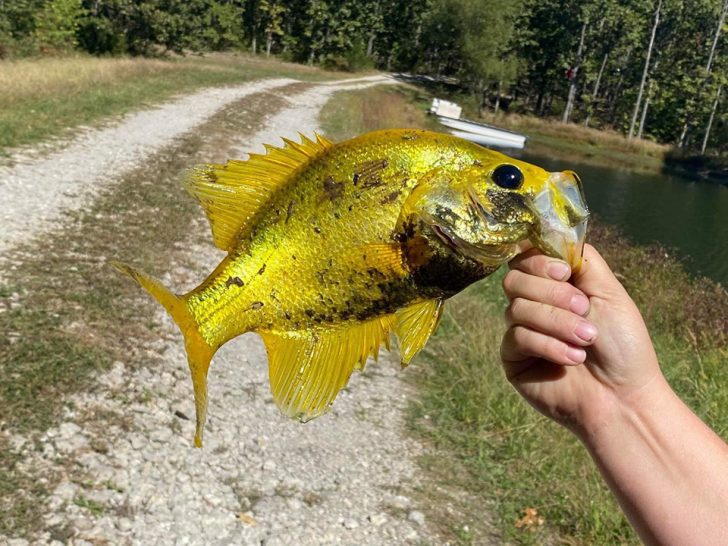 Rare Golden Crappie Caught In Missouri Pond Coastal Angler & The