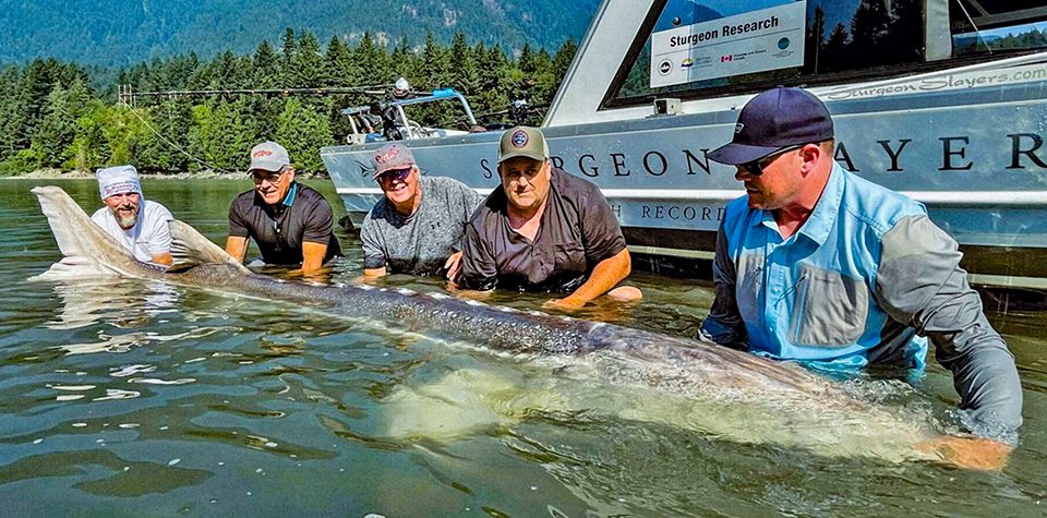 Monster Canadian Sturgeon - Coastal Angler & The Angler Magazine