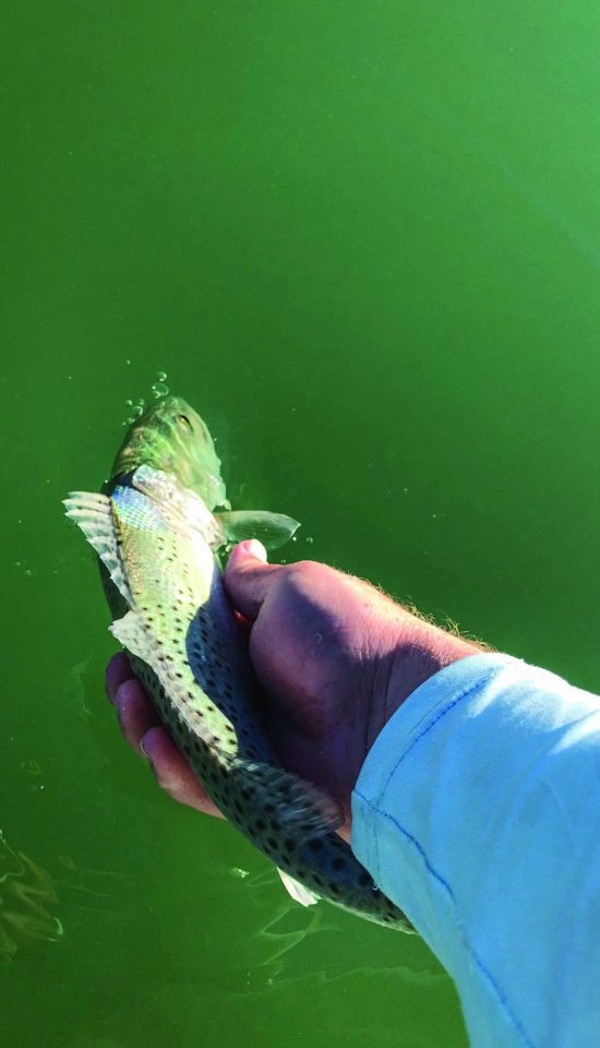 Sea Trout Fishing Coastal Angler & The Angler Magazine