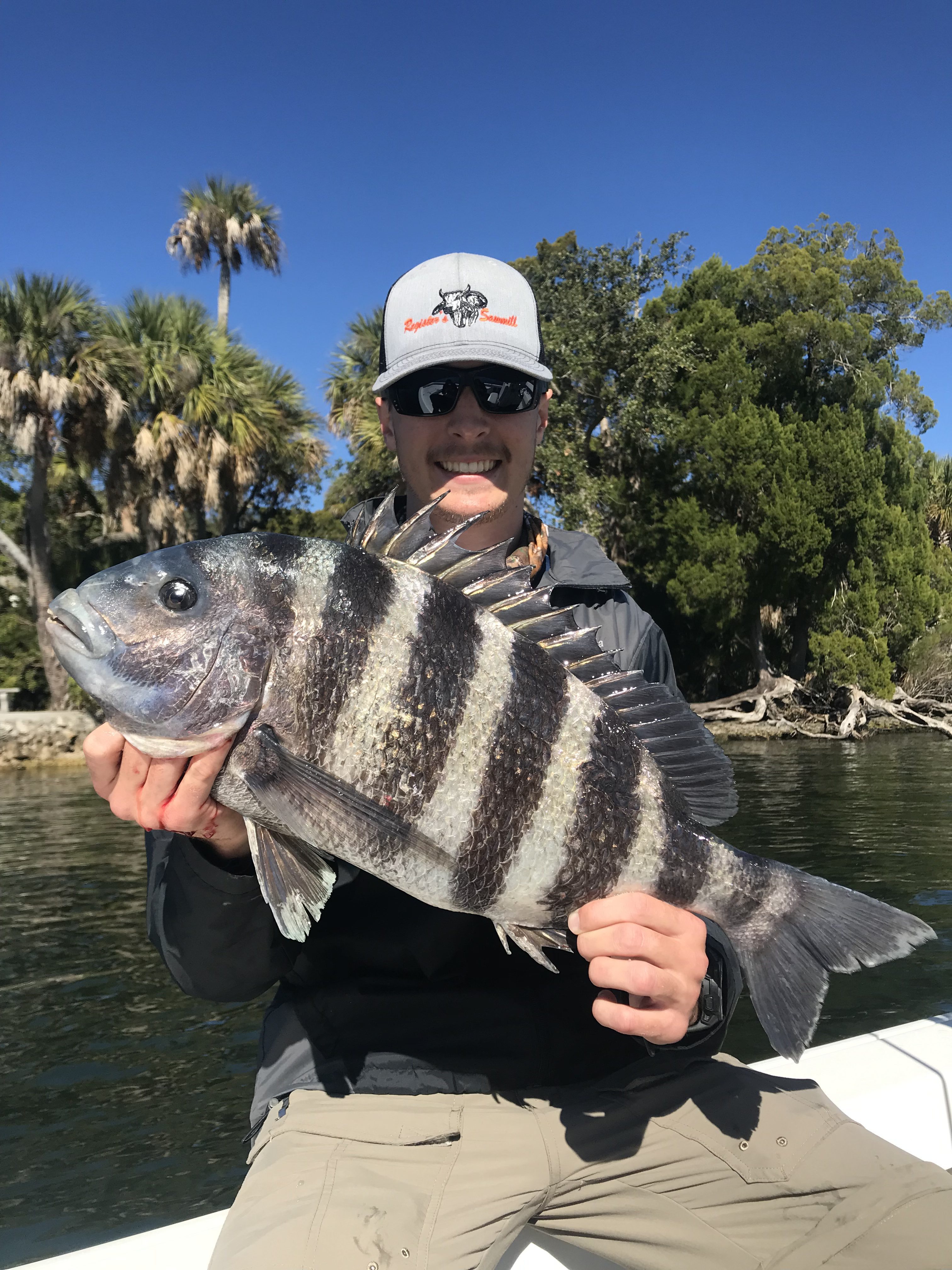 Stud sheephead Coastal Angler & The Angler Magazine