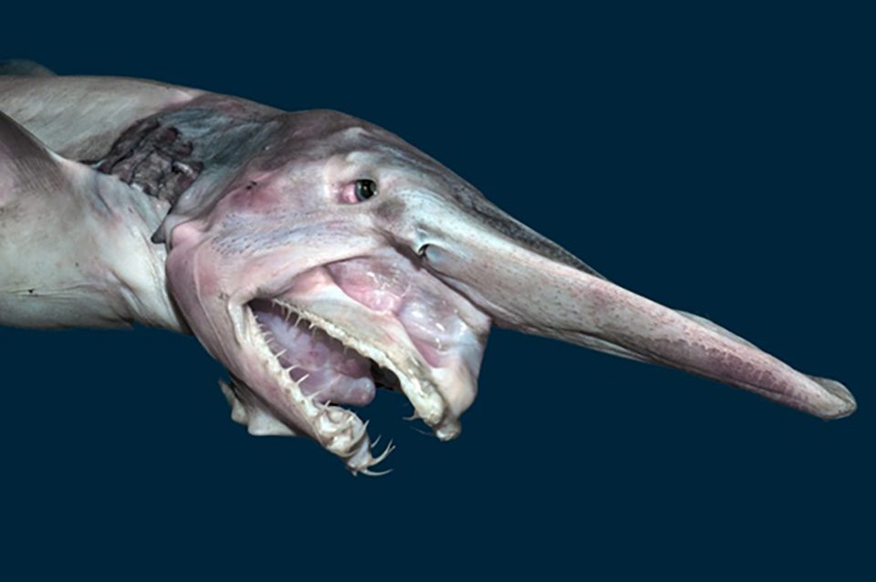 goblin-shark.jpg