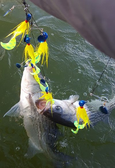 KY / TN FISHING REPORT - Coastal Angler & The Angler Magazine