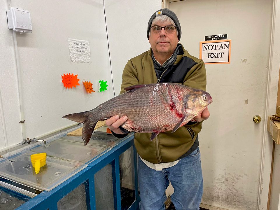 GIZZARD SHAD