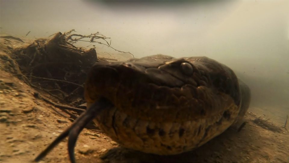 Diving With A Giant Anaconda In Brazil Coastal Angler & The Angler