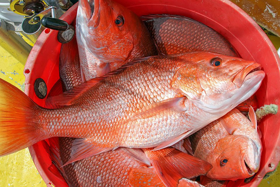 Plan Your Fishing Now! Florida Snapper Seasons Announced Coastal