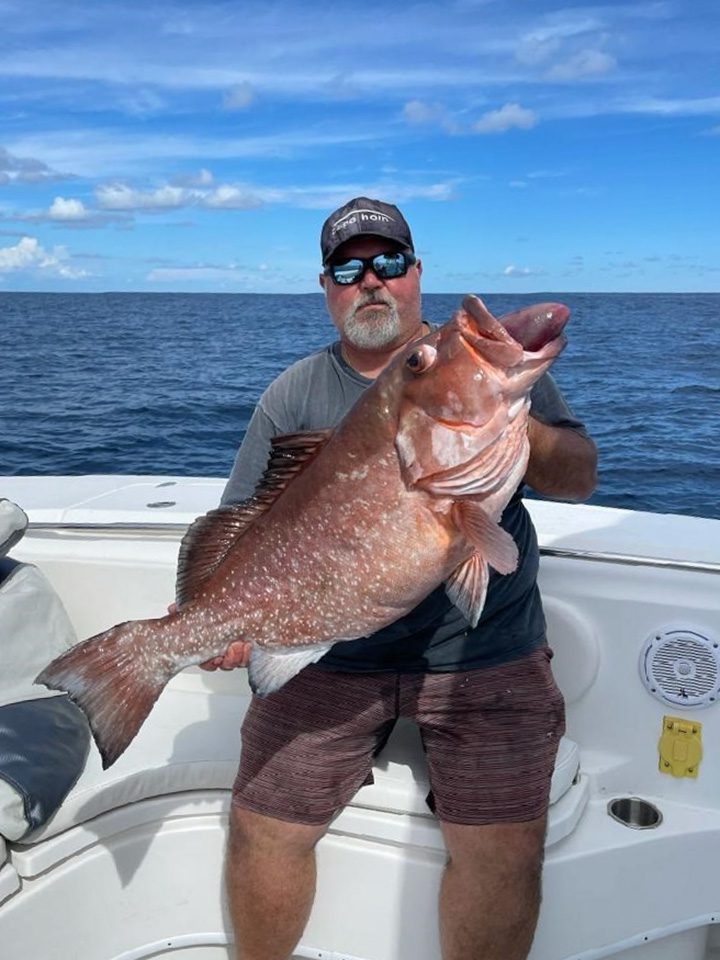 Jumbo red grouper release this afternoon. #captjamesmullen