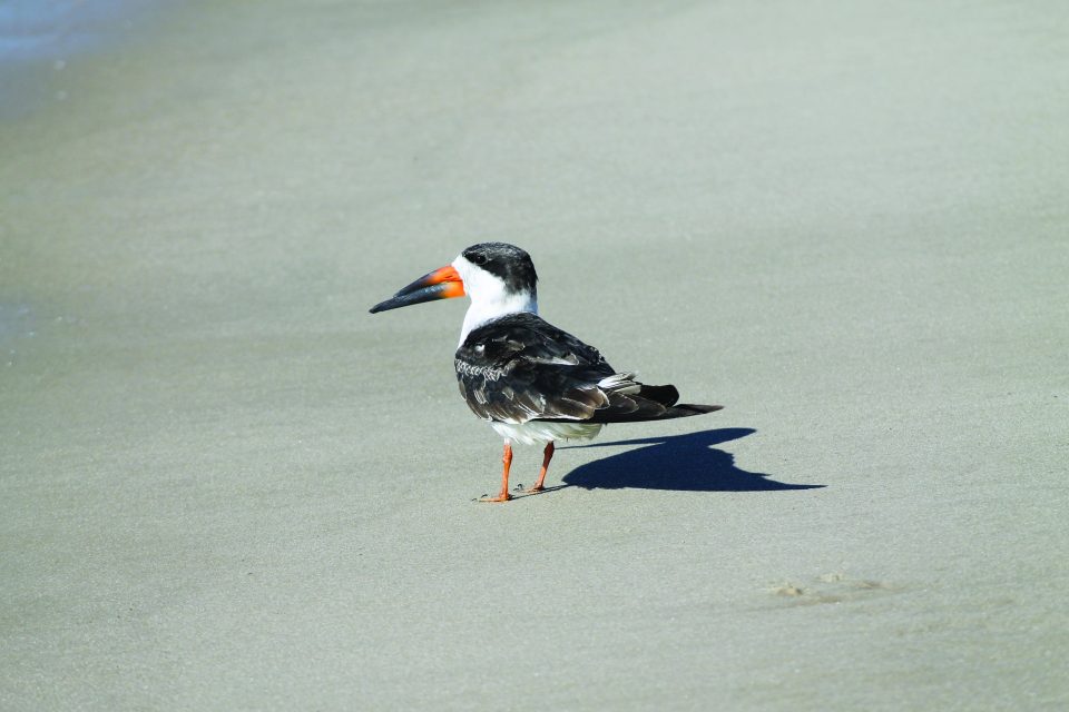 How Miami Dade residents can help birds migrate safely Miami