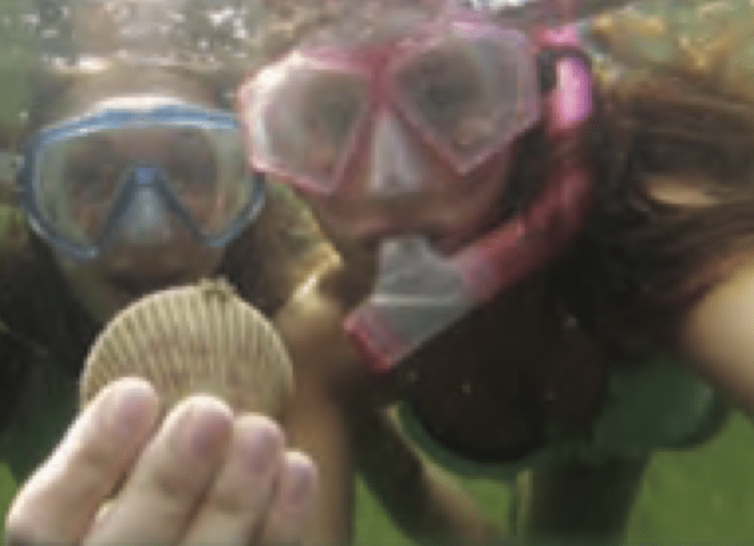 Scallop Season is Here! West Coast Gold Coastal Angler & The Angler