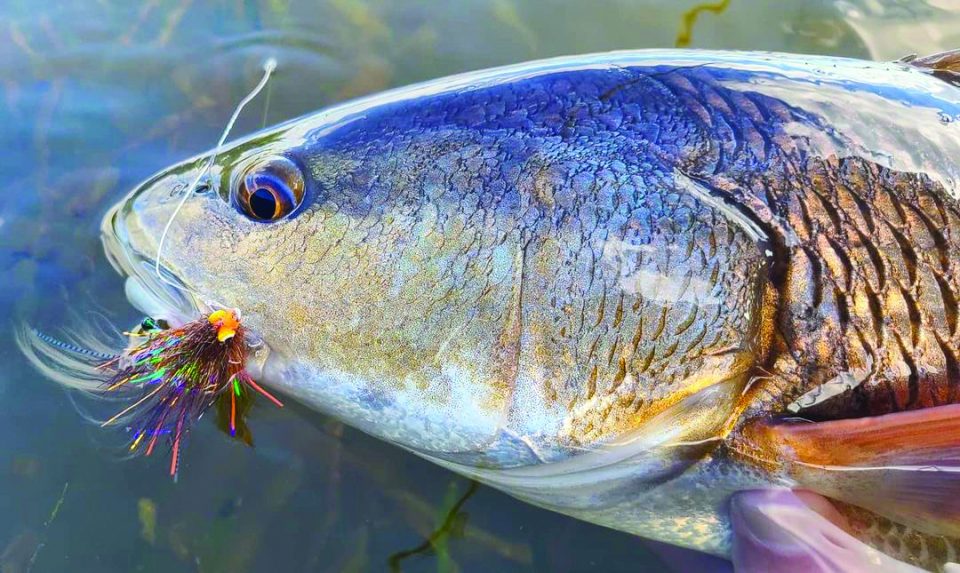 Fly Fishing for Spooky Reds - Coastal Angler & The Angler Magazine