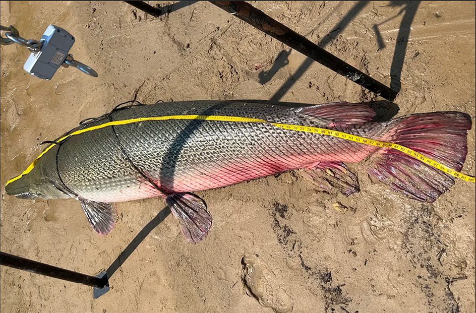 World Record 283-Pound Gar Caught On 6-lb. Test! - Coastal Angler & The  Angler Magazine