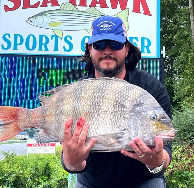 16-Pound Sheepshead Breaks Record - Coastal Angler & The Angler