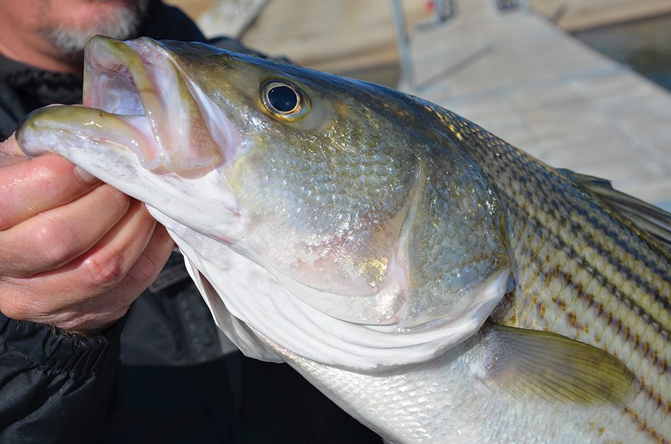 Southern Estuary Basics - FlyStream