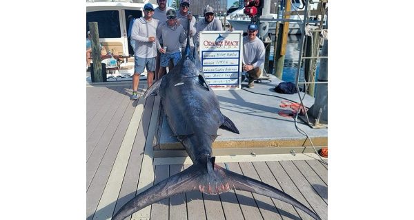 https://coastalanglermag.com/wp-content/uploads/2023/10/largest-blue-marlin-2-600x320.jpg