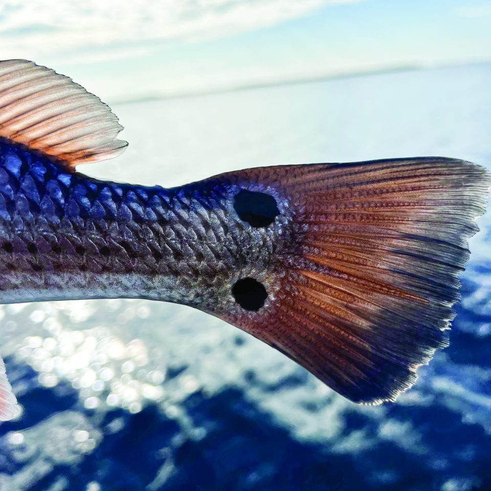 Sight Cast Fishing Company — Sight Cast Redfish Tail (Blue Square)