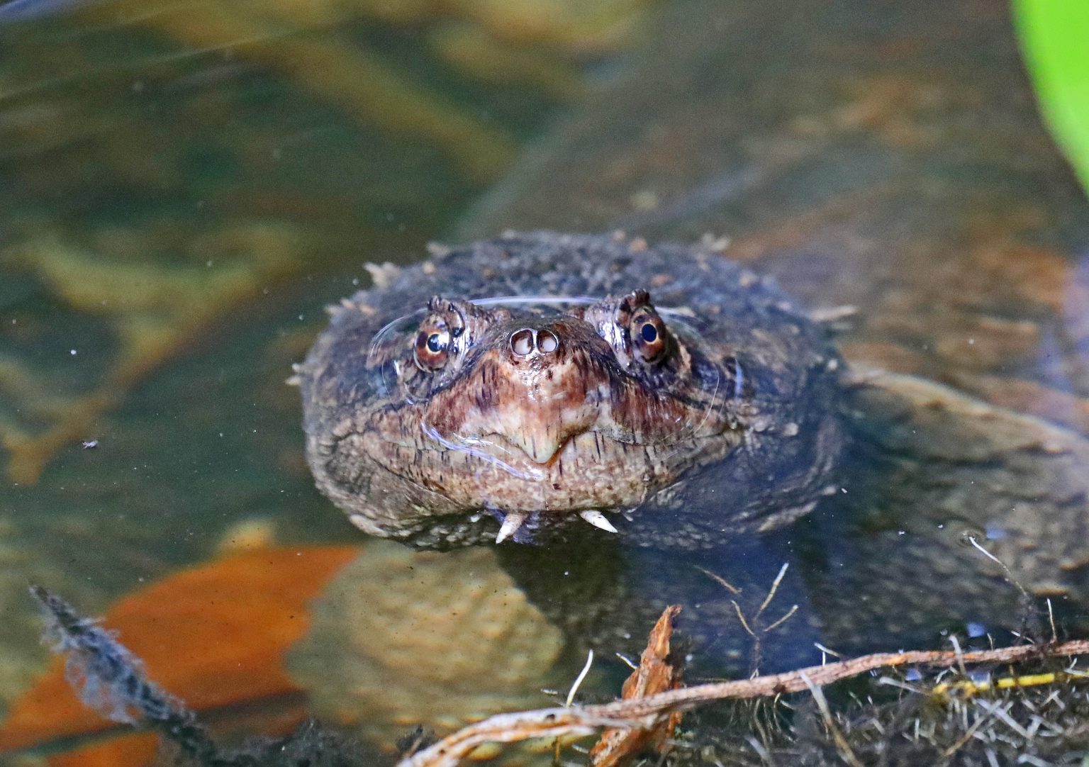 Snapping Turtle or Softshell Turtle? By: Wes Tallyn - Coastal Angler ...