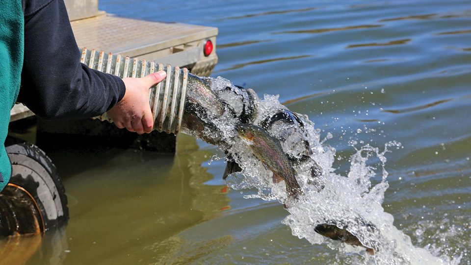 Trout-stocking