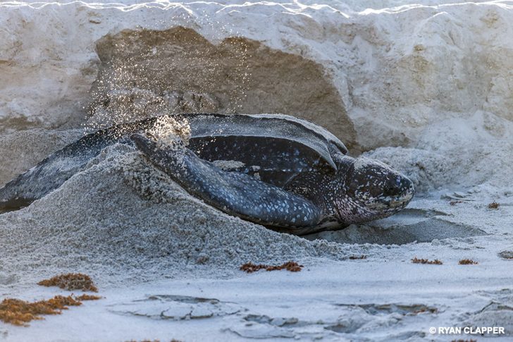 Rare Leatherback Sea Turtle Lays Eggs During Daylight on Florida Beach ...
