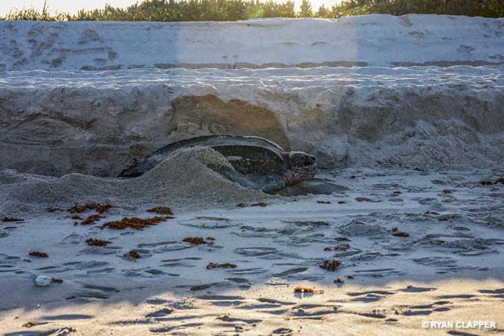 Rare Leatherback Sea Turtle Lays Eggs During Daylight on Florida Beach ...