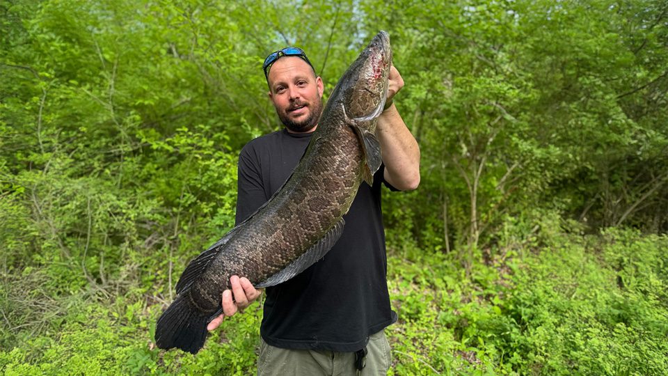 May Brings a Surge of Trophy Snakehead Catches Across the