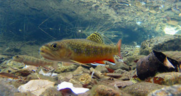 Preserving Genetic Integrity of Southern Appalachian Brook Trout