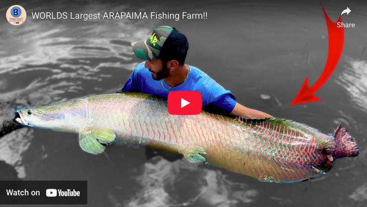 worlds-lagrest-arapaima-