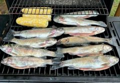 Whole rainbow trout lined up on a gas grill beside ears of corn on the cob