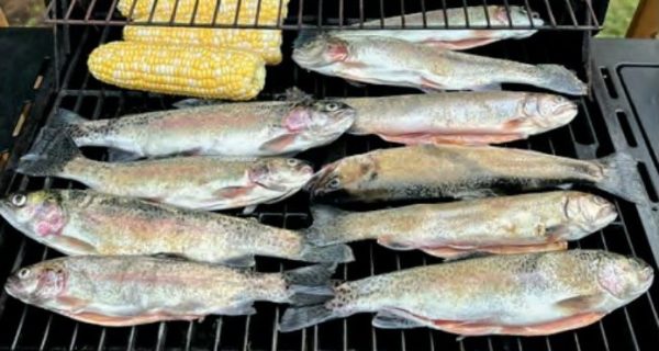 Whole rainbow trout lined up on a gas grill beside ears of corn on the cob