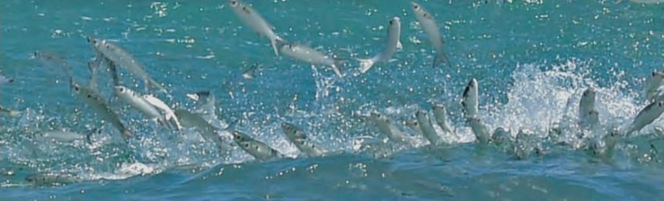 A school of silver mullet leaping and splashing across the surface of blue green water