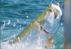 A silver tarpon leaping out of blue green water with its mouth open and spray flying around it