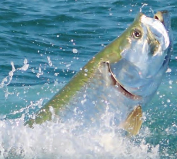 A silver tarpon leaping out of blue green water with its mouth open and spray flying around it