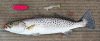 Texas Rip Rap Tired of Losing Jigs on Rough Bottom? Try Sliding Corks – Coastal ...