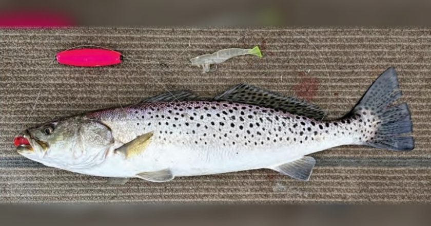 A speckled trout on a boat's carpeted deck with a red jig in its mouth, beside a pink sliding cork and a soft plastic shrimp lure