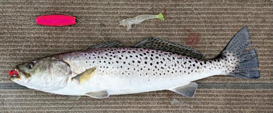 A speckled trout on a boat's carpeted deck with a red jig in its mouth, beside a pink sliding cork and a soft plastic shrimp lure